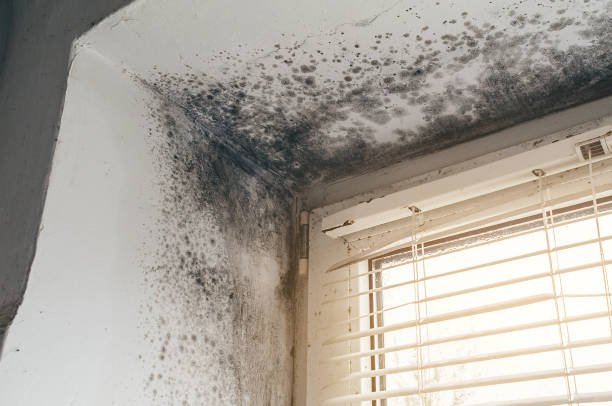 Trusted Basement Mold Remediation service in Pine Brook, NJ - Cheap Mold Removal